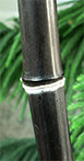 Windeck - Bambus Phyllostachys Nigra - schwarzer Bambus